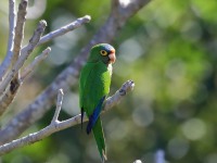 819A6895Orange-fronted_Parakeet