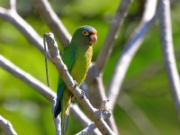 819A6901Orange-fronted_Parakeet