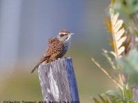 819A6914Spotted_Wren