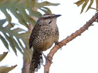 819A6929Spotted_Wren