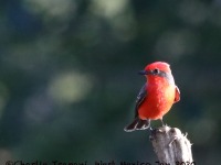 819A6954Vermilion_Flycatcher