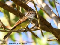 819A6969Dusky-capped_Flycatcher