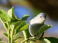 819A6976Blue-gray_Gnatcatcher