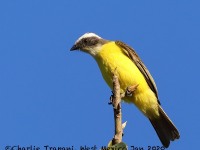 819A6978Social_Flycatcher