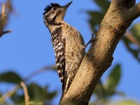 819A6984Ladder-backed_woodpecker