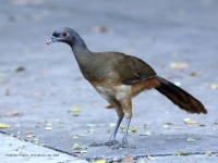 819A8538West_Mexican_Chachalaca