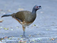 819A8542West_Mexican_Chachalaca