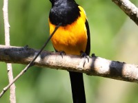 819A8624Black-vented_Oriole