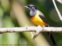 819A8636Black-vented_Oriole