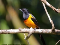 819A8639Black-vented_Oriole