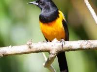 819A8647Black-vented_Oriole