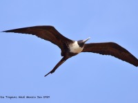 0J6A5986Magnificent Frigatebird