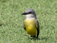 0J6A6009Tropical_Kingbird