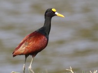 0J6A6021Northern_Jacana