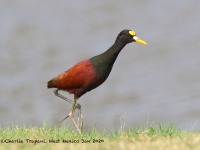 0J6A6025Northern_Jacana