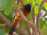 0J6A6046Orchard_Oriole