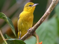 0J6A6052Orchard_Oriole