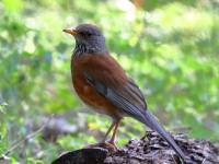 0J6A6071Rufous-backed_Robin