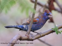 0J6A6082Blue_Grosbeak