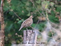 0J6A6092Elegant_Quail