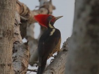 0J6A6187Lineated_Woodpecker