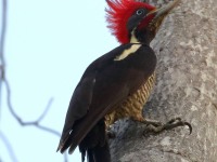 0J6A6205Lineated_Woodpecker