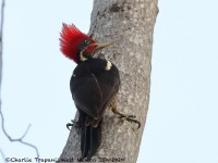 0J6A6208Lineated_Woodpecker