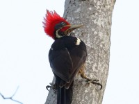 0J6A6210Lineated_Woodpecker