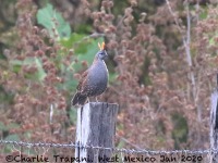 0J6A6289Elegant_Quail