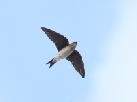 0J6A6298Gray-breasted_Martin