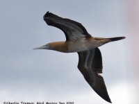 0J6A7965Brown_Booby