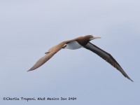0J6A7994Brown_Booby