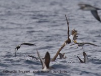 0J6A8192Brown_Noddy_Brown_Booby