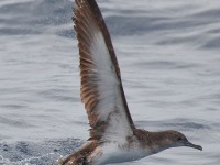 0J6A8259Shearwater