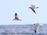 0J6A8315Laughing_Gulls