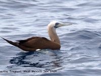 0J6A8344Brown_Booby