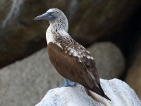 0J6A8890Blue-footed_Booby