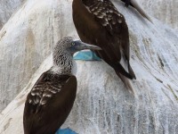 0J6A8898Blue-footed_Booby