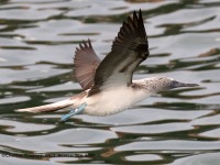 0J6A8904Blue-footed_Booby