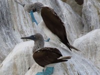 0J6A8914Blue-footed_Booby