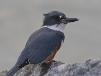 0J6A8948Belted-Kingfisher