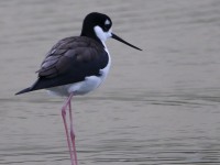 0J6A8959Black-necked_Stilt