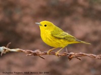 0J6A8985Yellow-Warbler