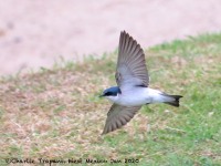 0J6A9136Mangrove_Swallow