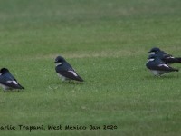 0J6A9145Mangrove_Swallows