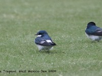 0J6A9158Mangrove_Swallow