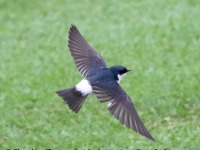 0J6A9189Mangrove_Swallow