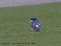 0J6A9218Mangrove_Swallow