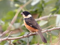 819A0003Cinnamon-Rumped_Seedeater