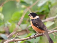 819A0005Cinnamon-rumped_Seedeater